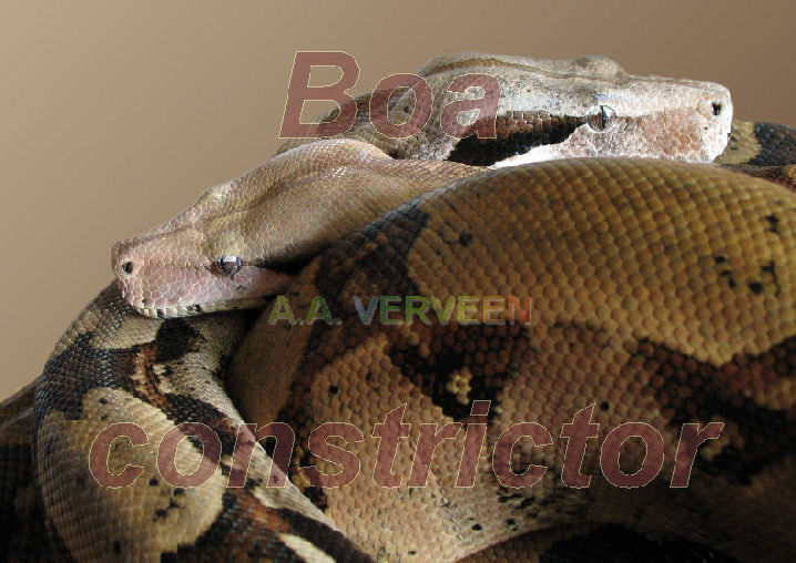 Boa constrictor