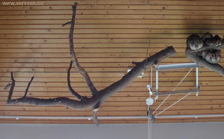 Branches and boa / Takken en boa