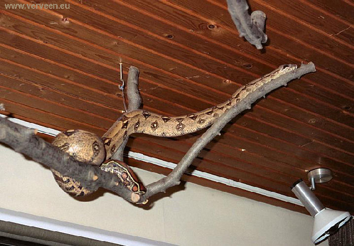 Ceiling with boa / Boa in de takken