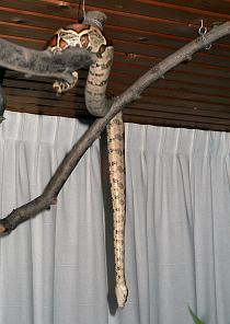 Boa wants out / Boa wil uit de takken Boa wants out / Boa wil uit de takken