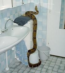 Female boa in our bathroom / Boavrouwtje in badkamer Female boa in our bathroom / Boavrouwtje in badkamer