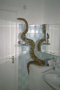 Bathroom / Badkamer Bathroom / Badkamer