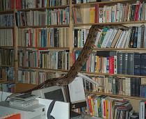 Bookcase / Boekenkast Bookcase / Boekenkast