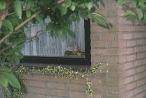 Ambush / In hinderlaag voor een vogel? Ambush / In hinderlaag voor een vogel?