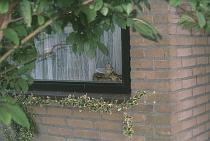 Ambush / In hinderlaag voor een vogel?