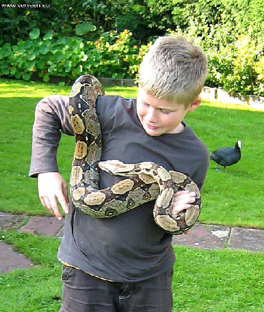 Boy with adult boa / Jongen met volwassen boa