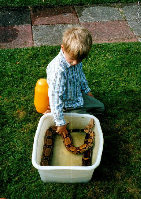 Bathing a boa / Boa krijgt een bad