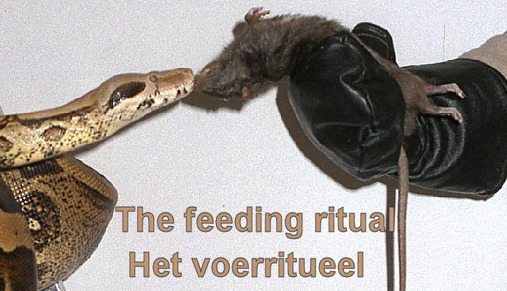 The feeding ritual / Het voerritueel The feeding ritual / Het voerritueel