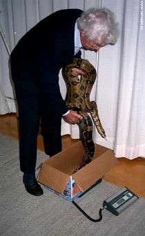 Boa weight / Gewichtsbepaling Boa weight / Gewichtsbepaling