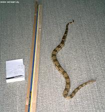 Length measurement / Lengtemeting Length measurement / Lengtemeting