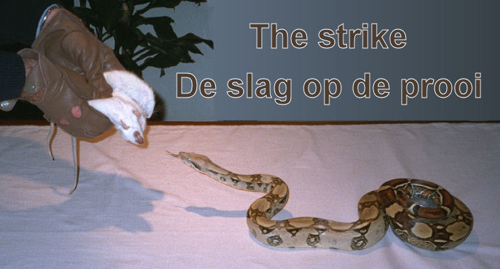 Title: the strike / De slag Title: the strike / De slag