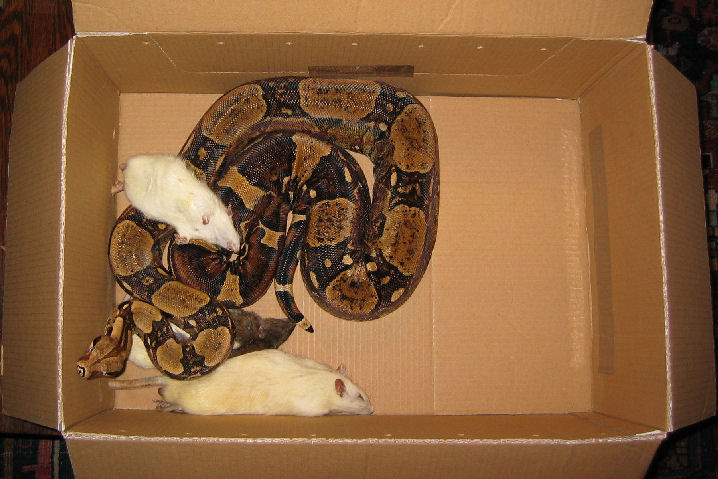 Male in feeding box / Mannetje in voedingsdoos