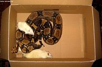 Male in feeding box / Mannetje in voedingsdoos