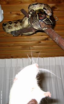 the smell of the prey / de geur van de prooi the smell of the prey / de geur van de prooi