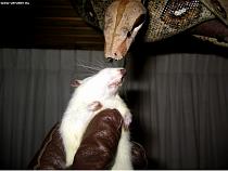 The prey is tongued / Betongelen The prey is tongued / Betongelen