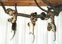 Stranglehold, hold, hold in a sling / Drie boa's Stranglehold, hold, hold in a sling / Drie boa's