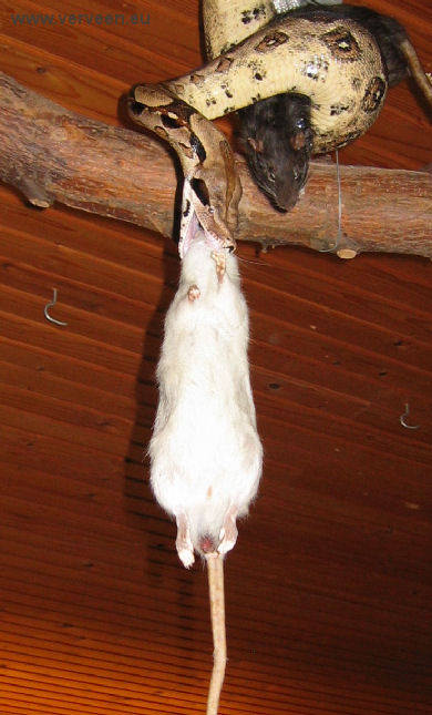 Young boa with two dead prey / two dead rats in a hold / Twee ratten in de houdgreep