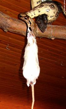 Young boa with two dead prey / two dead rats in a hold / Twee ratten in de houdgreep Young boa with two dead prey / two dead rats in a hold / Twee ratten in de houdgreep