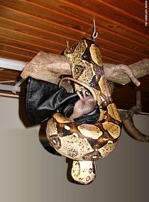 She caught both rat and mitten / Rat plus handschoen gepakt She caught both rat and mitten / Rat plus handschoen gepakt