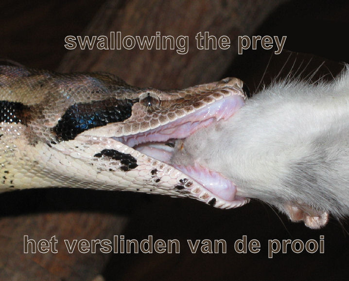 Swallowing the prey / Verzwelgen van de prooi Swallowing the prey / Verzwelgen van de prooi