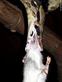 Prey is grasped Prey is grasped