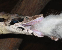 Teeth are for grasping Teeth are for grasping