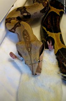 Swallowing in earnest Swallowing in earnest