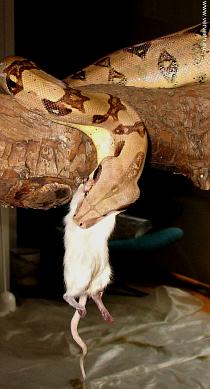 Forelegs about surmounted Forelegs about surmounted