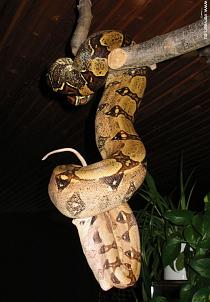 Prey in oesophagus Prey in oesophagus