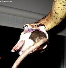 Wide opened mouth Wide opened mouth