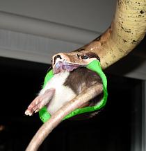 Wide lower jaws Wide lower jaws
