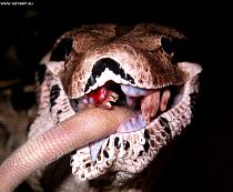 Dislocated lower jaw Dislocated lowwer jaw