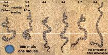 Expansion time course, 1 mouse Expansion time course, 1 mouse