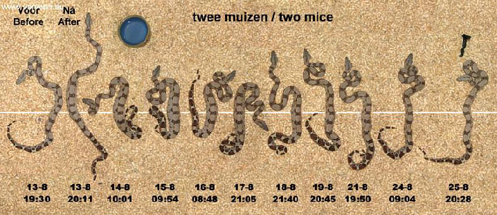 Disten after 2 mice / Na 2 muizen te hebben gegeten