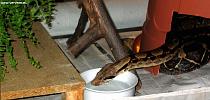 Drinking boa Drinking boa