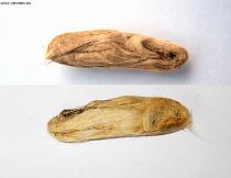 Dried faeces Dried faeces