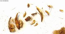 Picked faeces, detail Picked faeces, detail
