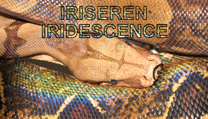 Iridescence_/_Iriseren Iridescence_/_Iriseren