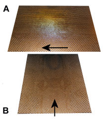 Epidermal_iridescence_/_Iriseren opperhuid Epidermal_iridescence_/_Iriseren opperhuid