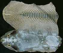 Epidermal_iridescence_/_Iriseren opperhuid Epidermal_iridescence_/_Iriseren opperhuid