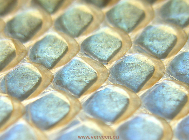 Epidermal_iridescence_/_Iriseren opperhuid
