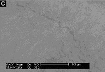 Epidermal_iridescence_/_Iriseren opperhuid Epidermal_iridescence_/_Iriseren opperhuid