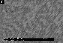 Epidermal_iridescence_/_Iriseren opperhuid Epidermal_iridescence_/_Iriseren opperhuid