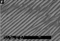 Epidermal_iridescence_/_Iriseren opperhuid Epidermal_iridescence_/_Iriseren opperhuid